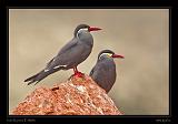 Ballestas Islands 022